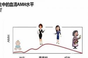 专家解读AMH值能否作为判断试管婴儿成功率的重要因素