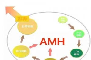 AMH值低于0.1试管成功率高吗-看是否有卵泡