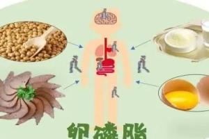 卵磷脂含量高的食物排行榜，卵磷脂的作用有哪些？