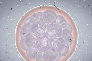 做三代试管婴儿7个5天囊胚中大概有多少个是男孩？看完立马明白！