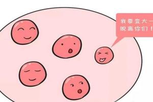 促排卵吃啥可以提高卵泡质量？4大办法卵泡又大又圆