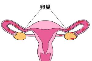 卵巢切除子宫完好能做试管吗？内附最新试管助孕费用一览表