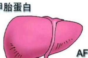 甲胎蛋白高多少是肝癌？单一指标不可盲目决断