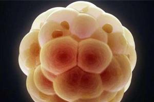 一文详解优质囊胚为什么会晚着床？带你了解囊胚着床的全过程