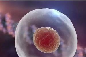 试管取得11个卵泡还可以成功怀孕吗？想要成功怀孕需要做到这5点