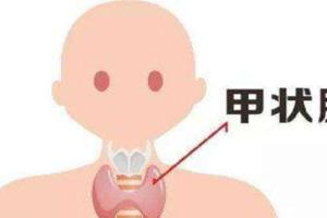 什么是甲状腺功能