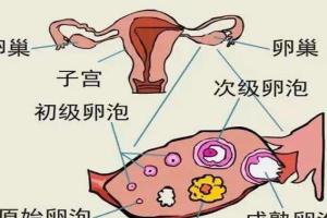 黄体囊肿名词科普