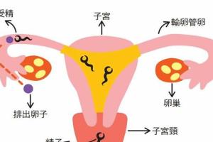 没有了输卵管还能做试管婴儿么？你想知道事实真相都在这里