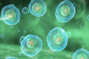 女性FSH高为什么不给试管婴儿?因为会影响到试管成功率