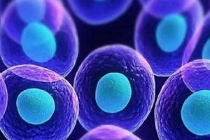 女性卵子发育不成熟可以做试管婴儿吗?卵子质量很重要,不可忽视