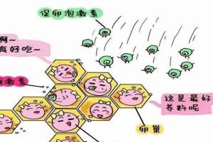 一文详解女性FSH高的原因-附赠4个调理方法