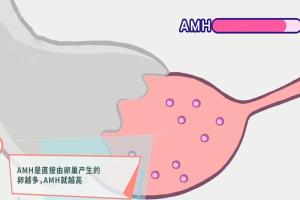 卵巢amh低于0.1，窦卵泡一个，对此专家给出了4个建议
