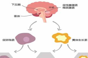 FSH高怎样才能降下来？这6个调理措施请收好