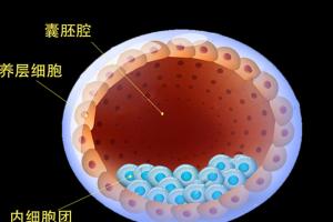 试管婴儿囊胚级别4aa怎么样？看完你就明白了