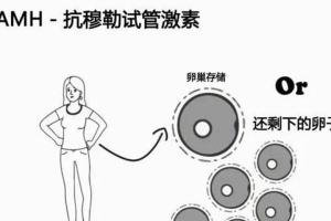 amh0.153还能取到卵吗？深入了解amh于取卵数量的关系