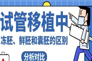 试管移植中冻胚、鲜胚和囊胚的区别分析对比