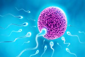 男性精子畸形还能生育孩子吗？专家解读男性畸形精子会影响生育吗