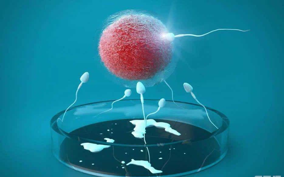 男性精子不液化能做试管婴儿吗-能取到优质的精子是关键