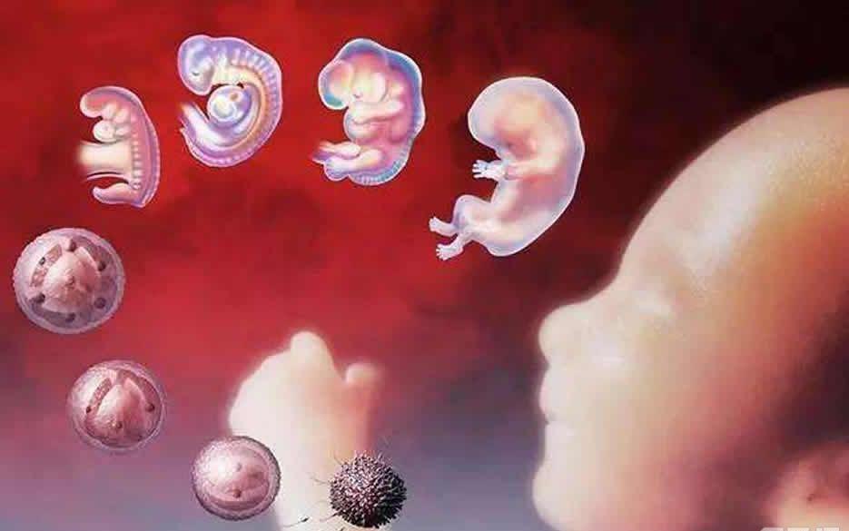 试管婴儿的孩子更加聪明吗？聪明与否取决于基因并非技术