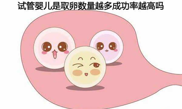 试管婴儿是取卵数量越多成功率越高吗-不要被谣言所蒙蔽