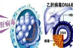 乙肝患者能做试管婴儿吗-根据男女双方具体情况分析