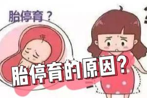 [专题科普]试管婴儿胚胎停育的常见因素