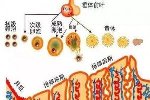 子宫内膜太薄或太厚都有可能引起不孕-生殖专家科普