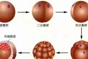 关于试管婴儿中的囊胚应该知道的8件事-5天以上称为囊胚