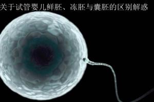 关于试管婴儿鲜胚、冻胚与囊胚的区别解惑