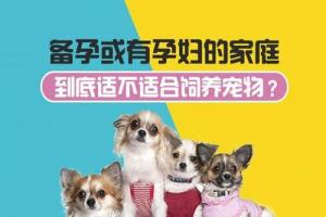 怀孕期间还可以养宠物吗 ？孕期养宠物注意事项
