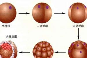 试管婴儿移植鲜胚和囊胚及冻胚哪个成功率更高-又该如何选择