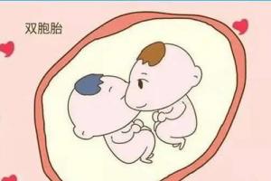 试管婴儿生双胞胎的几率为30%，比自然受孕要高的多！