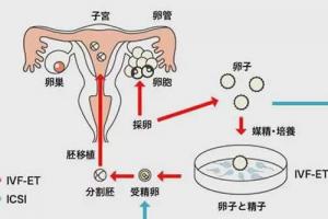 胚胎发育过程图-告诉您真实的试管婴儿的成长记