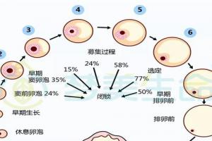 试管婴儿促排出现空卵泡的4个原因-第一个都得重视