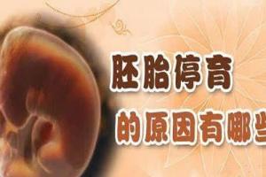 解析胚胎停止发育的因素及怎样预防胚胎停育