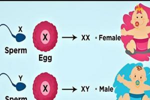 网友:试管婴儿想生儿子可以吗?专家回应:技术做的到但是法律不允许