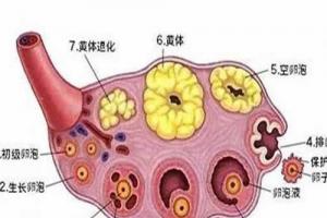 卵泡发育不好能做试管婴儿吗,成功率多少？生殖医生科普