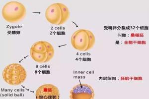 为什么选择囊胚培养与移植？养囊的5个好处你意想不到！