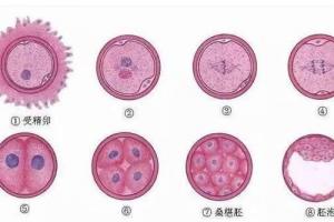 卵裂期胚胎和囊胚移植哪个好？一文让你了解清楚
