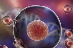 试管婴儿取卵后多久可以移植-2021优质科普文章