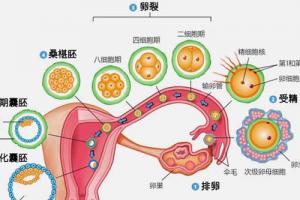 试管婴儿移植囊胚后注意事项及饮食经验分享