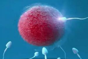 试管婴儿移植后应该了解的10个注意事项