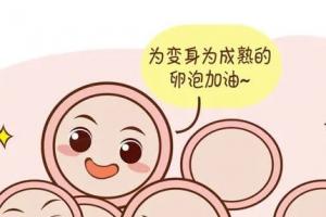 怎样让卵泡发育的最好-分享4个促进卵泡发育的小妙招-赶紧收藏