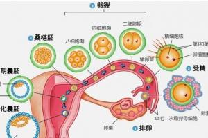 揭秘女人受孕的详细过程及图解