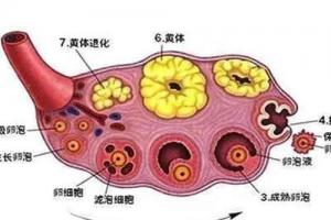 什么样的卵泡才是好的卵泡？需要满足以下三个条件
