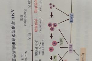 amh检测的临床意义-专家解读