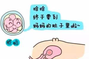 试管婴儿移植失败前兆-专家解析