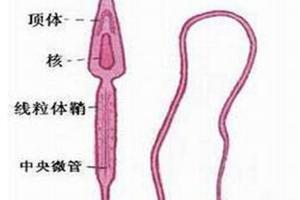 一分钟教你认识精子的形态结构和功能
