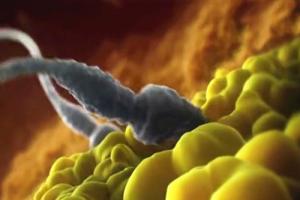 揭秘精子和卵子结合形成受精卵的过程（图文解读）