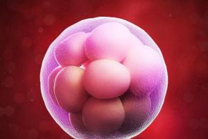 试管放2个胚胎的成活率比放一个成活率高？听听专家怎么说